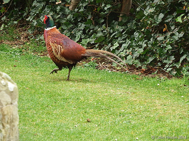 Pheasant0115
