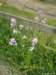 Wild_flowers_in_the_hedge010_small.jpg