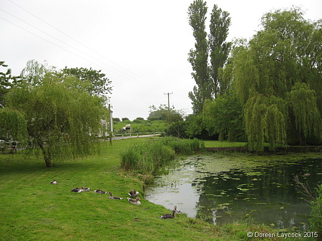 Village_pond_from_the_north010