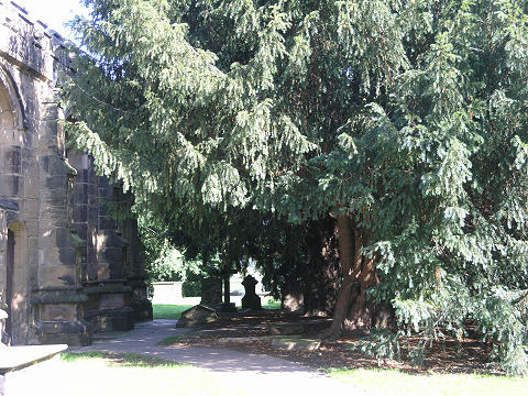 The trees undermining St. Michael's Church, Wragby