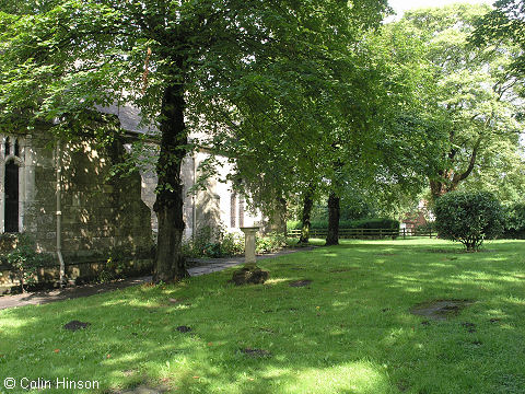 All Saints' Church trees, Bubwith