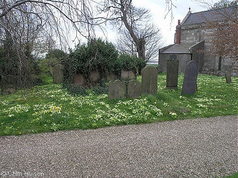 The spring primroses, Paull churchyard