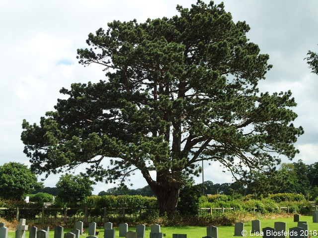 Big_tree_in_northern_boundary026