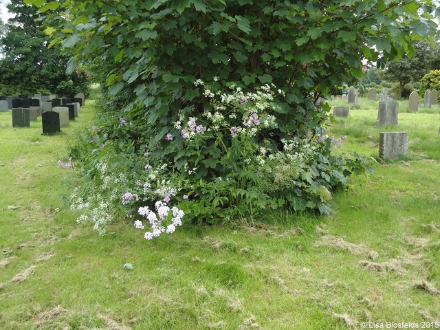 Wild_flowers_in_the_hedge_between_the_sections011