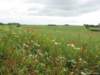 Poppy_fields_to_the_east_of_the_cemetery021_small.jpg