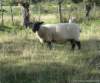 Sheep_in_the_field_by_the_path010_small.jpg